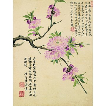 名画《花卉图十开-千叶桃花》册页 纸本 嘉兴派 清 项圣谟 国画 高清