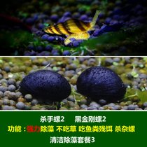 马来螺苹果螺观赏螺活体除藻螺鱼缸清洁吃鱼屎工具水族淡水螺套餐(米白色 默认版本)