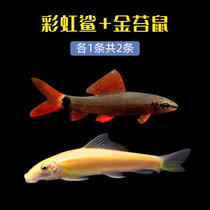 清道夫鱼缸清洁工鱼观赏鱼金苔鼠鱼缸除藻吃屎粪便鼠鱼工具鱼活体(4-6cm金苔鼠鱼1条+彩虹鲨1条 默认版本)