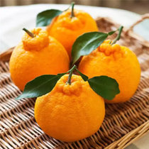 四川丑橘不知火 柑橘 不知火丑橘大果丑八怪丑柑丑桔水果新鲜橘子(特大果85-95mm 5斤)