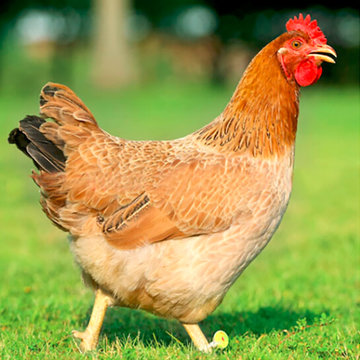 三黄鸡农家土鸡慢养走地鸡整只鸡红烧白切盐焗煲汤食材3只