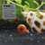 马来螺苹果螺观赏螺活体除藻螺鱼缸清洁吃鱼屎工具水族淡水螺套餐(苹果螺20送20备损 默认版本)