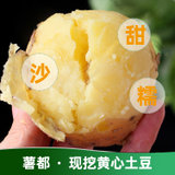 内蒙古土豆新鲜黄心沙面大土豆高山洋芋10斤包邮农家自种马铃薯(10斤)