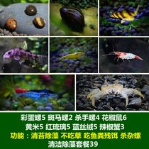 马来螺苹果螺观赏螺活体除藻螺鱼缸清洁吃鱼屎工具水族淡水螺套餐(深紫色 默认版本)