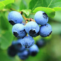 村夫之树头茬蓝莓大果15-18mm  2斤装 皮薄肉脆  爆甜  无农药  不催熟 果园直发