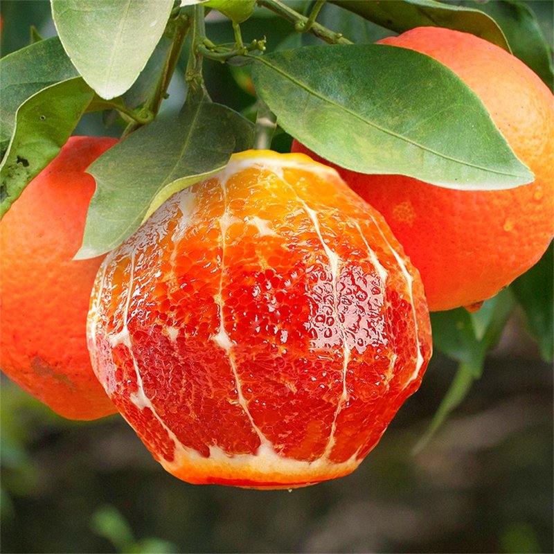 塔罗科血橙唯美图片