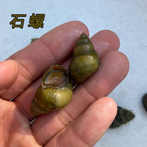 除藻工具黄金螺清洁鱼缸龟粪便淡水好养冷水原生观赏田螺活体河蚬(石螺2-3厘米20个 默认版本)