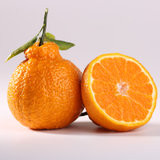 现摘不知火丑橘新鲜水果橘子耙耙柑整箱包邮当季丑八怪蜜桔子5/10斤(精选特大果 带箱10斤)