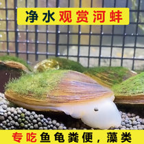 食藻大田螺活体除藻河蚌冷水清洁鱼缸黑金刚斑马苹果鲍鱼工具青苔(河蚌6-10厘米【6个】 默认版本)