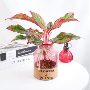 花岛水培绿植万年红水培植物耐阴好养办公室客厅书房绿植万年红水培