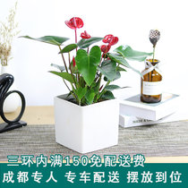 红掌盆栽办公室室内桌面小花卉植物客厅鲜花开业乔迁送礼绿植成都