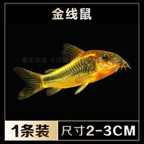 金线金鼠活体 热带观赏淡水工具垃圾除渣清洁鼠鱼(金线鼠1条装 默认版本)
