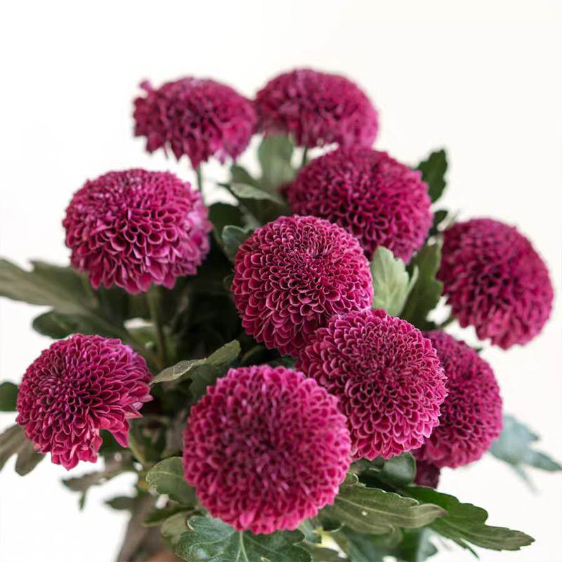 乒乓菊-紫(紫色 9枝)