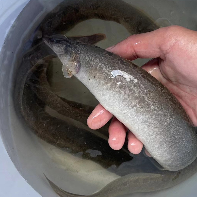 中华棘鳅原生鱼刺鳅冷水鱼刀鳅溪流鱼(2斤(活体))图片【图片 价格