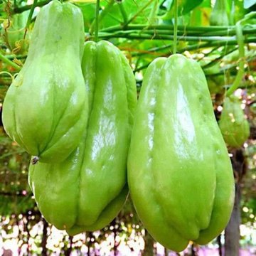 云南佛手瓜农家自种新鲜洋瓜5斤装肉质饱满香脆爽口