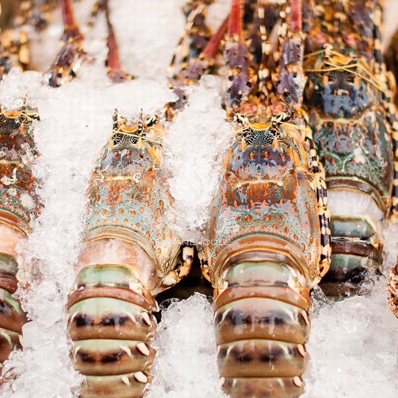 大地仓 澳洲龙虾 1200g