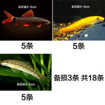 观赏鱼清洁鱼金苔鼠鱼缸除藻吃垃圾青苔鼠老鼠鱼清道夫工具鱼活体(彩虹5+金苔5+青苔5备损3 默认版本)