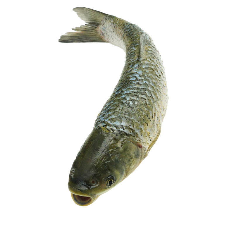 禾人新鲜草鱼金海湖水库鱼草鱼当天捕捞宰杀后净膛真空发货每条25斤