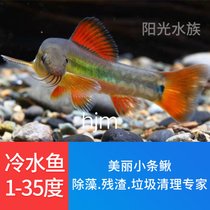 黑壳虾除藻鱼水草除藻虾龙鱼鱼缸清洁虾饲料工具淡水活体虾免包邮(虾500只+小条鳅6条 默认版本)