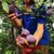 陕西黑布林李子孕妇水果新鲜包邮(2.3-2.5公斤 水果)(2.3-2.5公斤 水果)