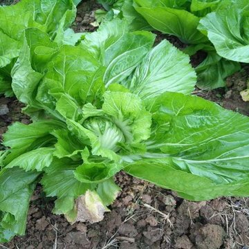 云南青菜高山新鲜芥菜大叶青菜5斤大苦菜特色蔬菜农家特产品冲菜mj自