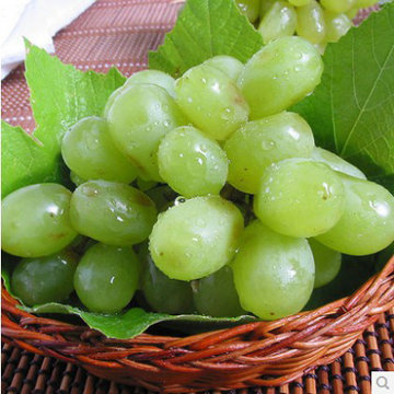 新鲜水果新疆无籽绿提10斤108元包邮只限北京天津河北地区其他地区不