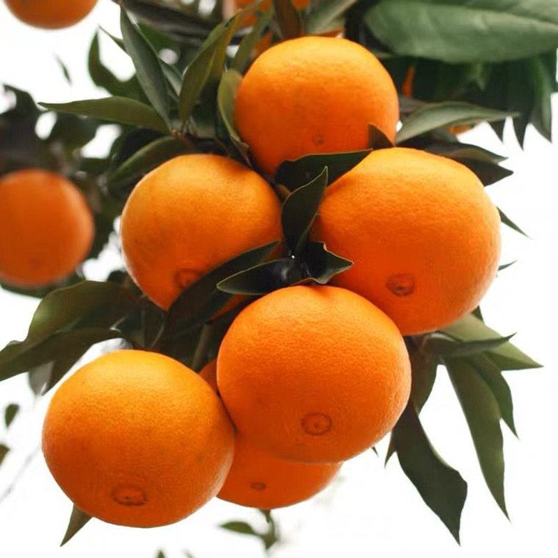 包含日本愛媛柑橘圖片高清大全集免費觀看的詞條 包含日本愛媛柑橘圖片高清大全集免費觀看的詞條