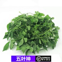 【顺丰】五叶神新鲜蔬菜 绞股蓝 七叶胆 福音草 煲汤食材(1000g)