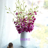 泰国洋兰-紫(紫色 11枝)