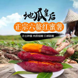 福建漳州六鳌沙地红蜜薯地瓜皇后(中果5斤)