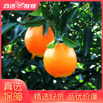一念橙猕四川高山脐橙3/5/9斤包邮(大果 9斤)