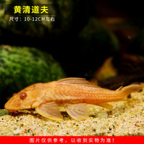 垃圾鱼清道夫鱼活体淡水观赏热带鱼清洁鱼缸工具鱼黄金胡子鱼活体(黄清道夫3条装（10-12cm） 默认版本)