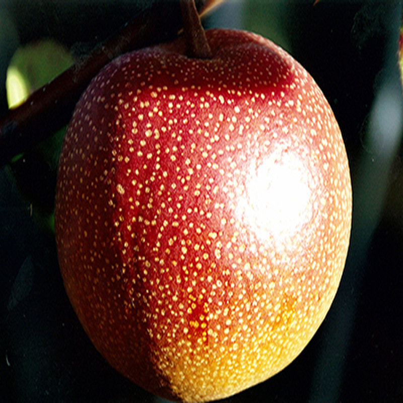 新鲜水果云南丽江特产丽江木梨(特大号)返回商品页 >