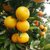 湖南麻阳冰糖橙甜橙3-9斤 新鲜水果手剥橙橙子(3斤（55-60mm）)
