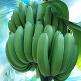 云南河口香蕉带箱十斤装（净重9斤） 青香蕉包邮  香甜软糯  需催熟(9斤装)