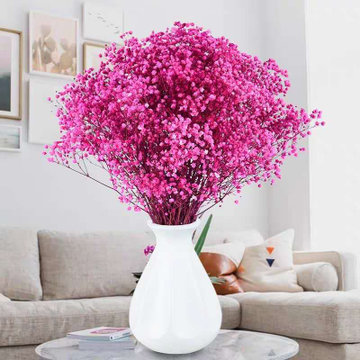 满天星玫红玫红色若干枝