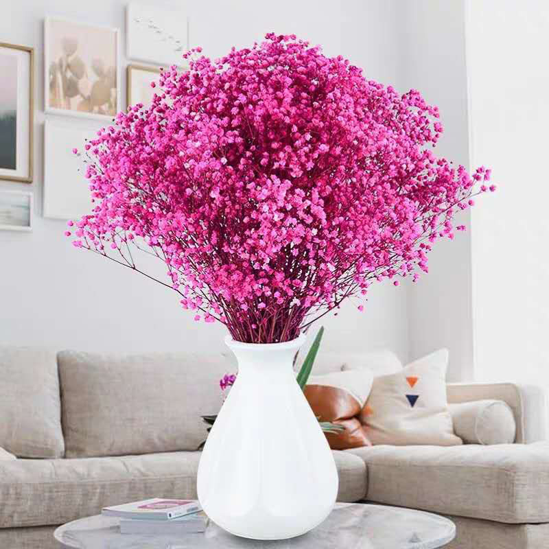 满天星-玫红(玫红色 若干枝)