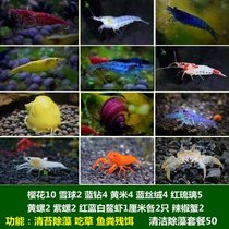 马来螺苹果螺观赏螺活体除藻螺鱼缸清洁吃鱼屎工具水族淡水螺套餐(花色 默认版本)