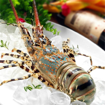 龙虾仔 澳洲龙虾仔 澳龙 鲜活龙虾 虾 龙虾 250g/只