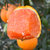 峡江传橙【真选定制】中华红橙一级果大果（单果重190g+）9斤装 顺丰发货