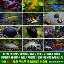 马来螺苹果螺观赏螺活体除藻螺鱼缸清洁吃鱼屎工具水族淡水螺套餐(咖啡色 默认版本)