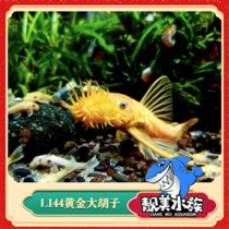 蓝眼黄金胡子工具鱼鱼缸除藻异型鱼热带清洁鱼除藻底层鱼满额包邮(蓝眼胡子2.5-3.5cm 默认版本)