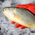 当天捕捞新鲜大黄花鱼8-9两/条 3条装 鲜活速冻野生大黄鱼 大海鱼 鱼类海鲜