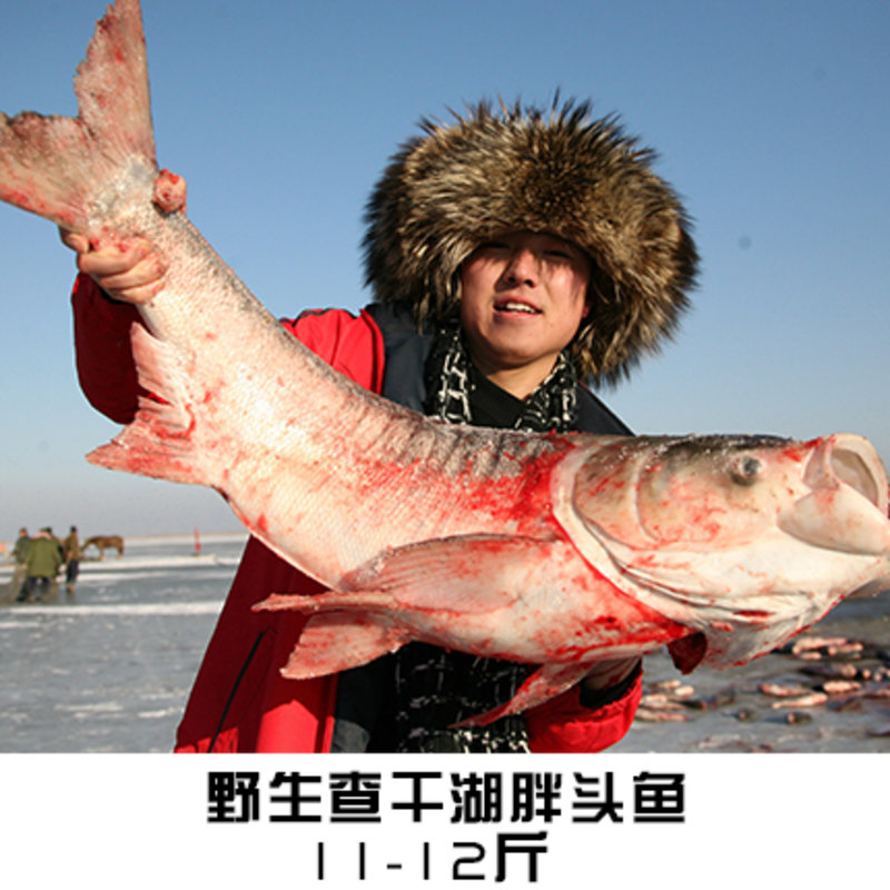 年货新品查干湖冬捕野生胖头鱼1112斤左右条头网尝鲜小红马条条精选