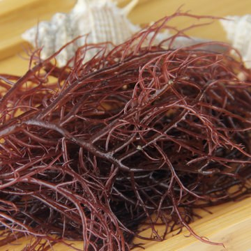 龙须菜500g海菜羊栖菜海野菜大连海鲜海面线大连新鲜海产大渔场