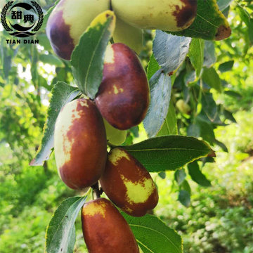 宁夏灵武长枣新鲜枣子脆甜大地枣脆枣冬枣中果2500g