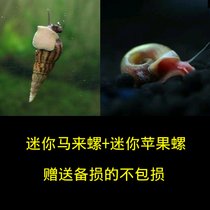 马来螺苹果螺观赏螺活体除藻螺鱼缸清洁吃鱼屎工具水族淡水螺套餐(苹果螺+马来螺 各3送2备损 默认版本)