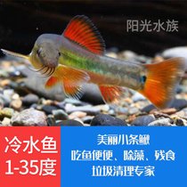 黑壳虾除藻鱼水草除藻虾龙鱼鱼缸清洁虾饲料工具淡水活体虾免包邮(顺丰350加50 默认版本)