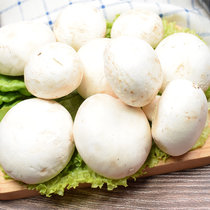 新鲜双孢菇口蘑白蘑菇食用菌煲汤烧烤天然绿色蔬菜蘑菇(1斤)