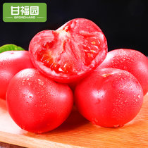 四川攀枝花沙瓤番茄普罗旺斯新鲜生吃的蔬菜自然熟西红柿包邮(小果)